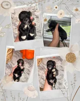 Black & White Blue eyes, a female Miniature Schnauzer for sale in Easley, SC – 2 of 4