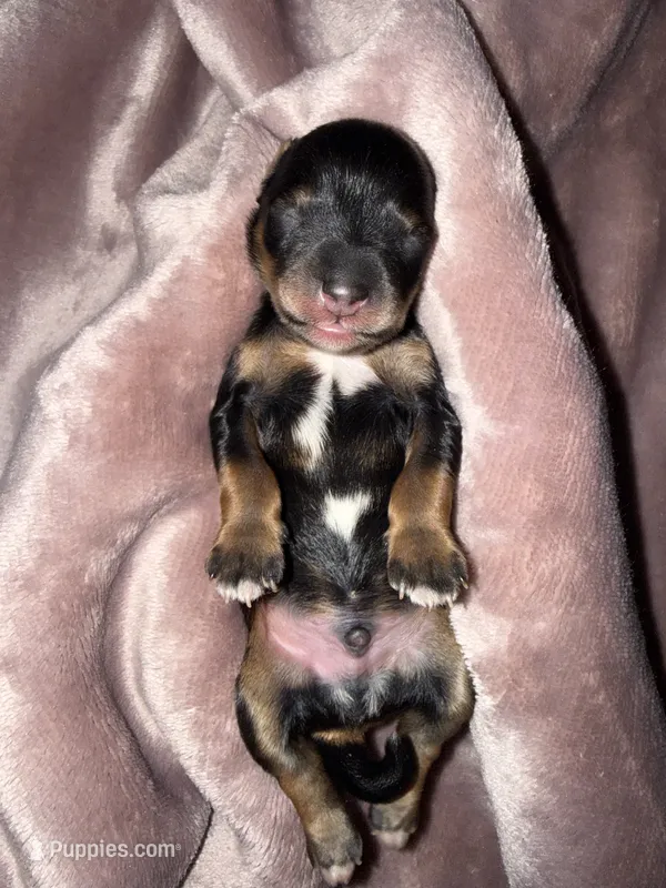 Salt & Pepper w/ Red intensity – Miniature Schnauzer puppy for sale in Easley, SC