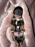 Salt & Pepper w/ Red intensity, a male Miniature Schnauzer for sale in Easley, SC – 1 of 5