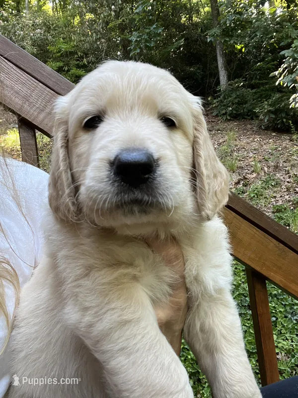 Little Bitty  – English Goldendoodle puppy for sale in Lenoir, NC
