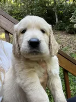 Little Bitty , a female English Goldendoodle for sale in Lenoir, NC – 1 of 1