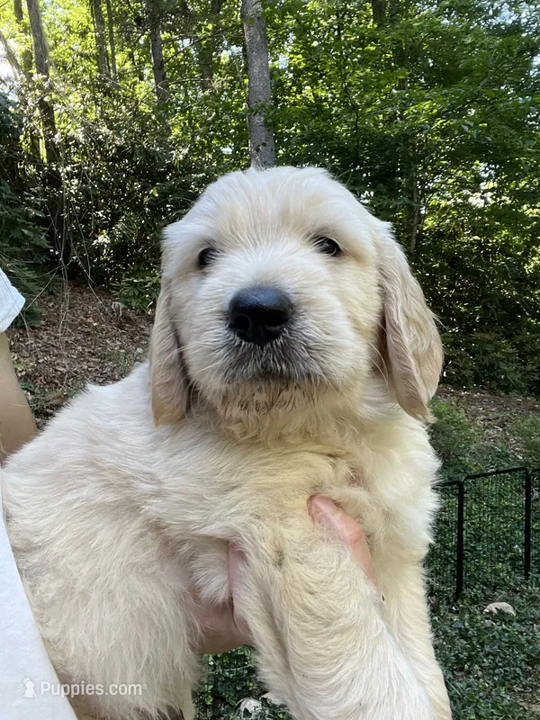 Lem – English Goldendoodle puppy for sale in Lenoir, NC