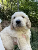 Lem, a male English Goldendoodle for sale in Lenoir, NC – 1 of 1