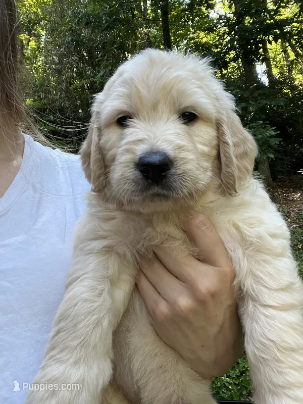 Rainey  – English Goldendoodle puppy for sale in Lenoir, NC