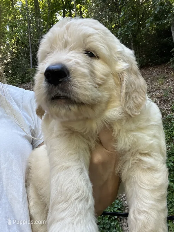 Hobbes – English Goldendoodle puppy for sale in Lenoir, NC