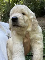Hobbes, a male English Goldendoodle for sale in Lenoir, NC – 1 of 1