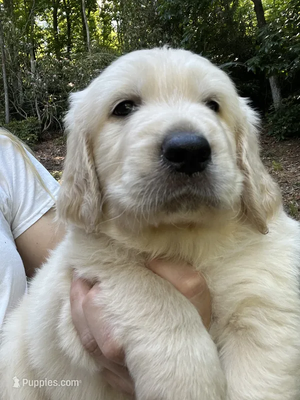 Snoopy  – English Goldendoodle puppy for sale in Lenoir, NC