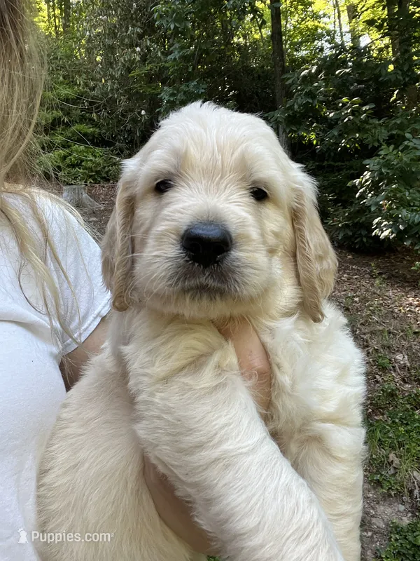 Rex – English Goldendoodle puppy for sale in Lenoir, NC