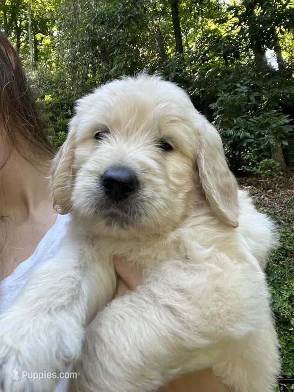 Coco – English Goldendoodle puppy for sale in Lenoir, NC
