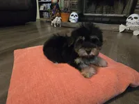 Nancy, a female Yorkipoo for sale in Fruitvale, TX – 9 of 10