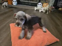 Charlie, a male Miniature Schnauzer for sale in Fruitvale, TX – 6 of 7