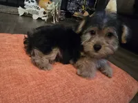 Peter, a male Yorkipoo for sale in Fruitvale, TX – 10 of 10