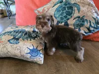 Pamela, a female Miniature Schnauzer for sale in Fruitvale, TX – 3 of 6