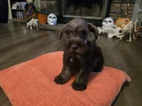 Penelope, a female Miniature Schnauzer for sale in Fruitvale, TX – 7 of 8