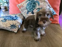 Pamela, a female Miniature Schnauzer for sale in Fruitvale, TX – 5 of 6