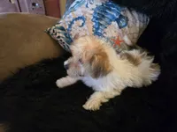 Clint, a male Yorkipoo for sale in Fruitvale, TX – 4 of 5