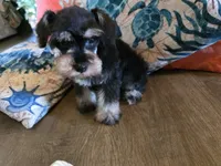 Paula, a female Miniature Schnauzer for sale in Fruitvale, TX – 7 of 7