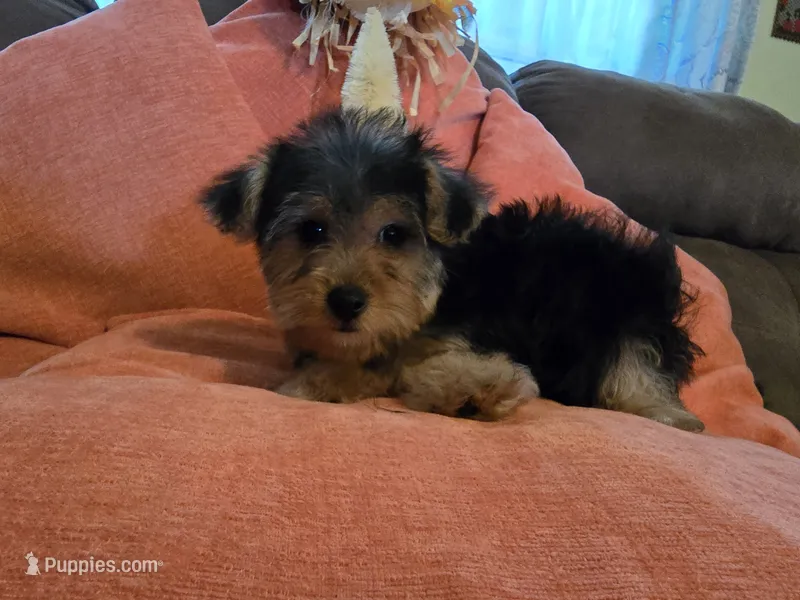Peter – Yorkipoo puppy for sale in Fruitvale, TX