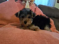 Peter, a male Yorkipoo for sale in Fruitvale, TX – 1 of 10