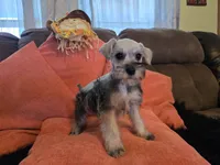 Paula, a female Miniature Schnauzer for sale in Fruitvale, TX – 8 of 9