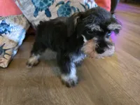 Paula, a female Miniature Schnauzer for sale in Fruitvale, TX – 6 of 7
