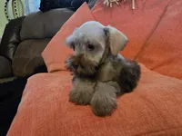 Curtis, a male Miniature Schnauzer for sale in Fruitvale, TX – 3 of 7