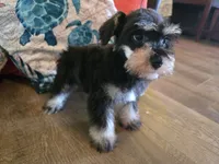 Paula, a female Miniature Schnauzer for sale in Fruitvale, TX – 2 of 7