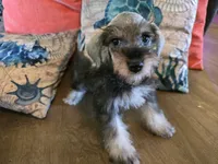 Hugh, a male Miniature Schnauzer for sale in Fruitvale, TX – 7 of 7
