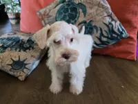Henry, a male Miniature Schnauzer for sale in Fruitvale, TX – 7 of 8