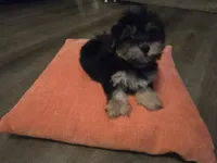 Nancy, a female Yorkipoo for sale in Fruitvale, TX – 3 of 10