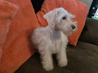 Henry, a male Miniature Schnauzer for sale in Fruitvale, TX – 8 of 10