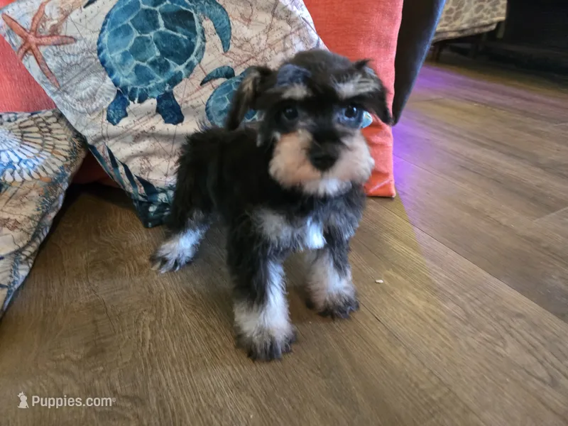 Paula – Miniature Schnauzer puppy for sale in Fruitvale, TX