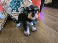 Paula, a female Miniature Schnauzer for sale in Fruitvale, TX – 1 of 7