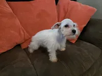 Prissy, a female Miniature Schnauzer for sale in Fruitvale, TX – 6 of 9