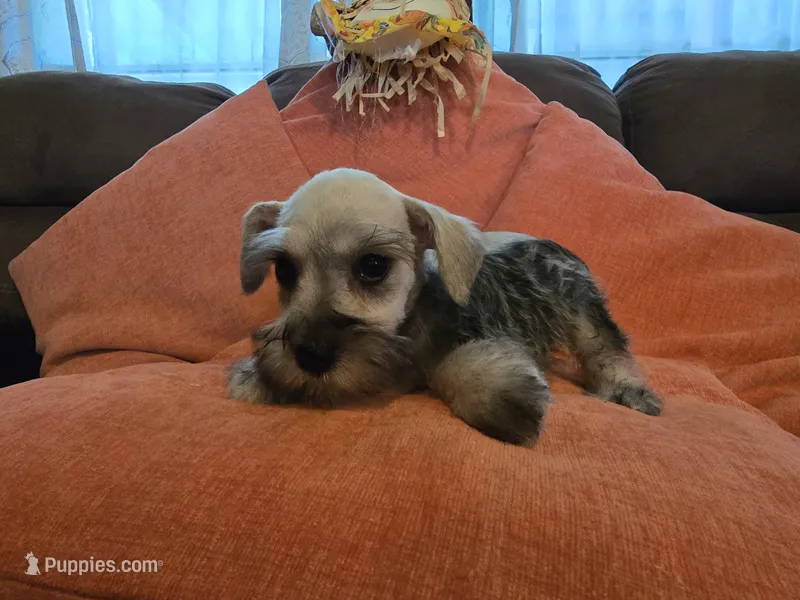 Paula – Miniature Schnauzer puppy for sale in Fruitvale, TX