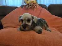 Paula, a female Miniature Schnauzer for sale in Fruitvale, TX – 1 of 9