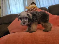 Prissy, a female Miniature Schnauzer for sale in Fruitvale, TX – 4 of 8