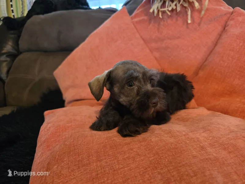 Penelope – Miniature Schnauzer puppy for sale in Fruitvale, TX