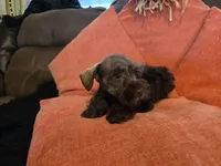 Penelope, a female Miniature Schnauzer for sale in Fruitvale, TX – 1 of 8