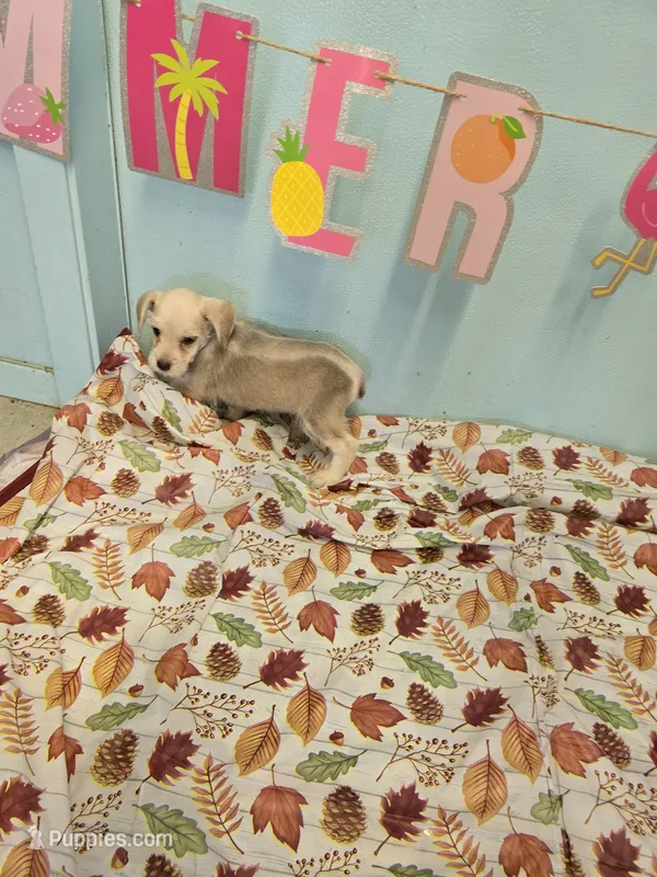 Sandy – Miniature Schnauzer puppy for sale in Fruitvale, TX