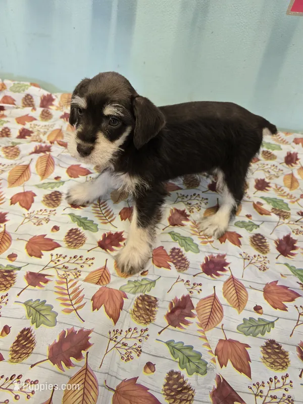 Craven – Miniature Schnauzer puppy for sale in Fruitvale, TX