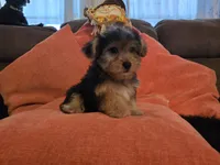 Peter, a male Yorkipoo for sale in Fruitvale, TX – 8 of 10
