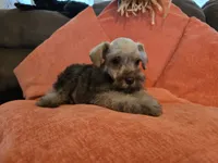Curtis, a male Miniature Schnauzer for sale in Fruitvale, TX – 5 of 7