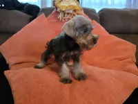 Charlie, a male Miniature Schnauzer for sale in Fruitvale, TX – 5 of 7