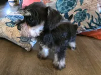 Paula, a female Miniature Schnauzer for sale in Fruitvale, TX – 4 of 7