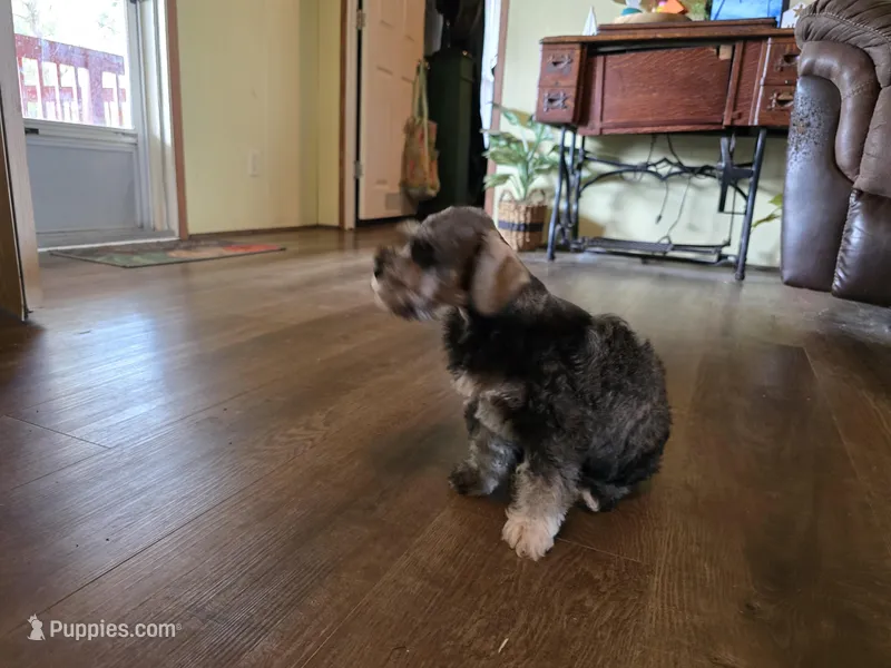 Cash – Miniature Schnauzer puppy for sale in Fruitvale, TX