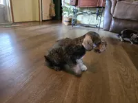 Cash, a male Miniature Schnauzer for sale in Fruitvale, TX – Photo 3 of 8