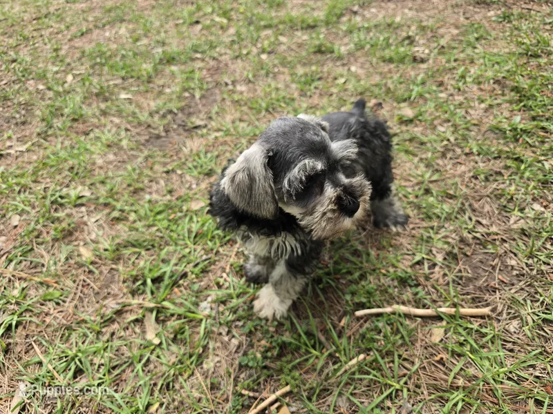 Cash – Miniature Schnauzer puppy for sale in Fruitvale, TX