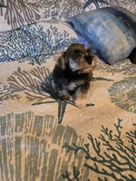 Cash, a male Miniature Schnauzer for sale in Fruitvale, TX – Photo 8 of 8