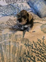 Cash, a male Miniature Schnauzer for sale in Fruitvale, TX – Photo 7 of 8